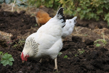 Белые, черные и разноцветные курицы, пасущиеся на огороде осенью.