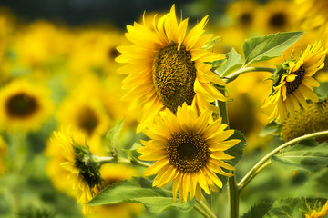 Sunflowers