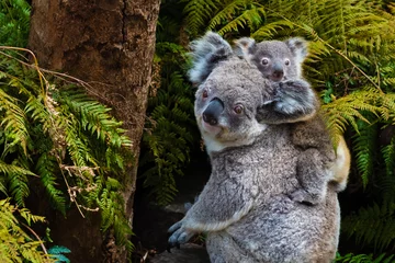 Deurstickers Koala Australische koalabeer inheems dier met baby