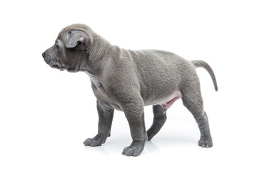 Thai ridgeback puppy isolated on white