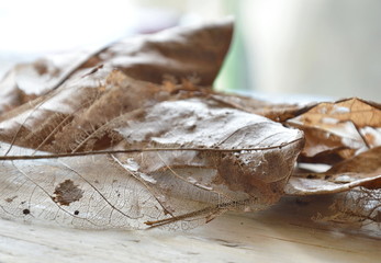 dry brown leaf decompose structure on wooden board