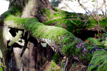 мох на корнях