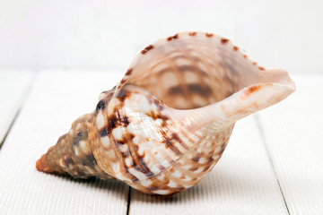Seashell on white