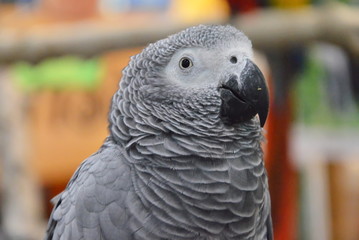 Obraz premium African gray parrot face portrait