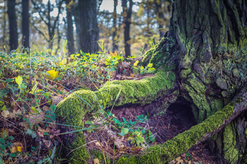 Корни дерева © andrey2017