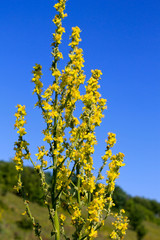 Great mullein (Verbascum thapsus) on the meadow