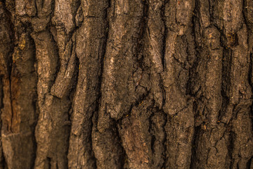 Obraz premium natural beautiful old wood texture
