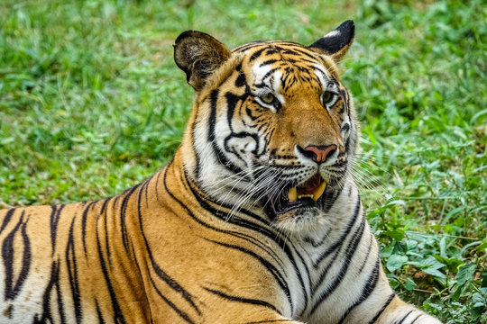 Tiger Nahaufnahme