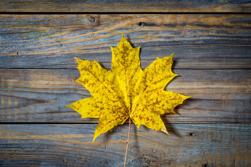 Naklejka na ściany i meble beautiful yellow autumn leaf on old wooden background