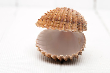 clam shell isolated