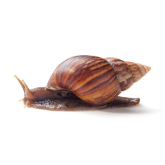 A Garden Snail (Cornu aspersum) isolated on a white background with clipping path.
