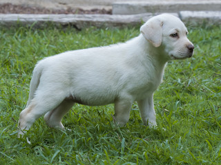 Cachorro de perro labrador blanco