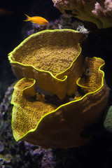 Obraz na płótnie Canvas Yellow scroll coral (Turbinaria reniformis) and sea goldie (Pseu