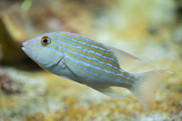 Sailfin snapper (Symphorichthys spilurus).