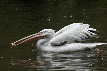 Fototapeta na wymiar Dalmatian pelican (Pelecanus crispus).