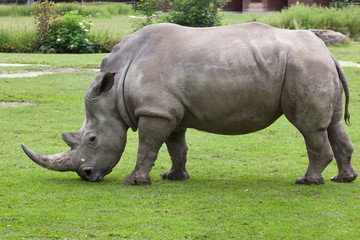 Fototapeta na wymiar Southern white rhinoceros (Ceratotherium simum simum).