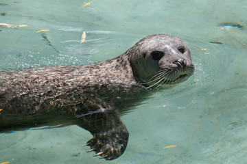 Harbor seal (Phoca vitulina)