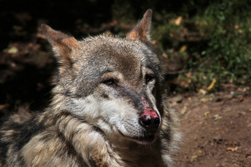 Eurasian wolf (Canis lupus lupus).