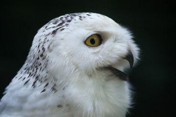 Snowy owl (Bubo scandiacus).