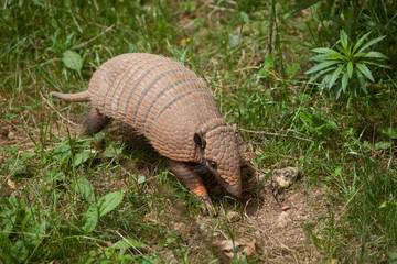 Six-banded armadillo (Euphractus sexcinctus)