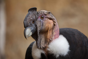 Fototapeta premium Andean condor (Vultur gryphus).