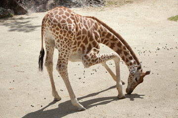 Obraz premium Kordofan giraffe (Giraffa camelopardalis antiquorum)