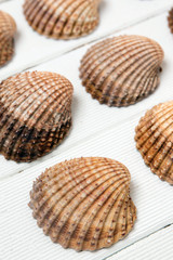 several clam shells isolated