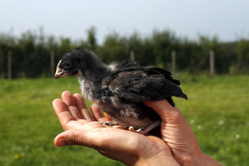 Poules noires © saxoph