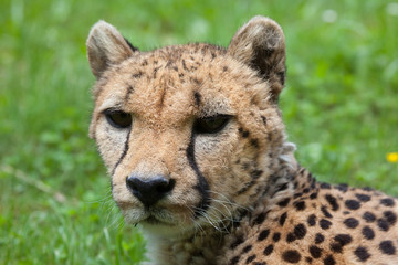 Naklejka na ściany i meble Cheetah (Acinonyx jubatus).