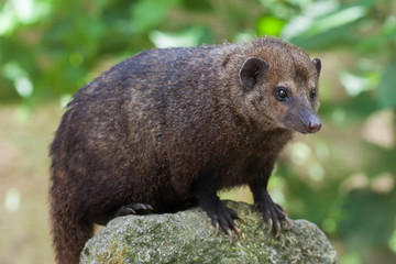 Common kusimanse (Crossarchus obscurus)