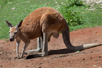 Red kangaroo (Macropus rufus). © Vladimir Wrangel