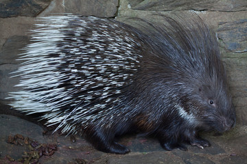Indian crested porcupine (Hystrix indica)