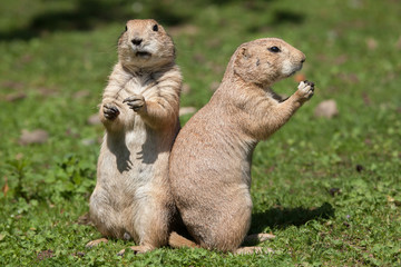 Black-tailed prairie dog (Cynomys ludovicianus).