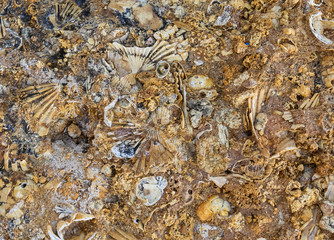 Texture from old coquina (limestone)