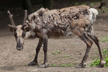 Domestic reindeer (Rangifer tarandus f. domestica)