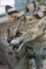 Serval (Leptailurus serval)