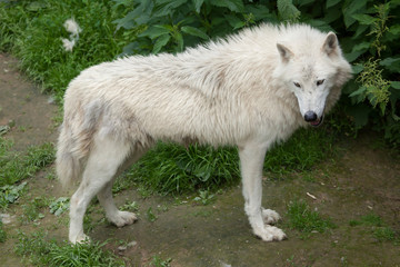 Naklejka na ściany i meble Arctic wolf (Canis lupus arctos)