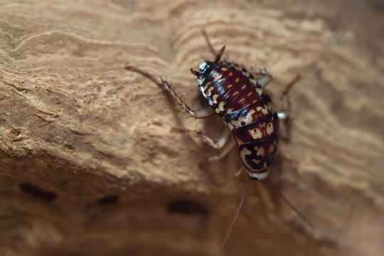 Harlequin cockroach (Neostylopyga rhombifolia).