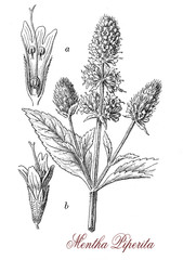 Peppermint,  botanical vintage engraving.Peppermint has a high menthol content and is used to flavoring tea, ice cream, confectionery, chewing gum and toothpaste. Peppermint oil is used as pesticide.