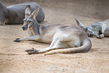 kangaroo relaxing on ground in the sun © digidreamgrafix