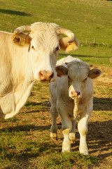Animal ferme vache 183