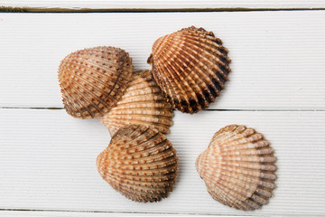 Several seashells in a pile