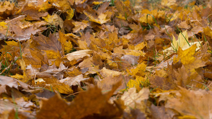 Laub im Herbst