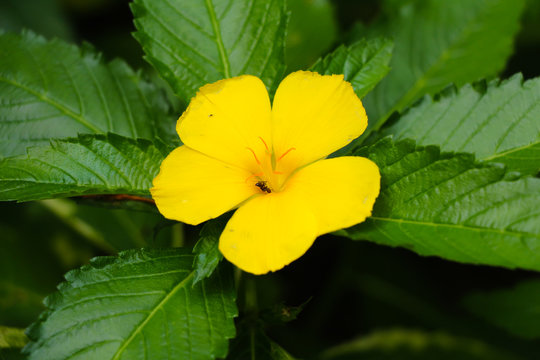 Fototapeta Turnera ulmifolia flower or the ramgoat dashalong flower or yellow alder flower