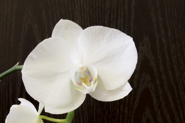 Naklejka na ściany i meble Орхидея, цветущая в комнате