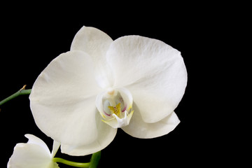 Fototapeta na wymiar Орхидея, цветущая в комнате