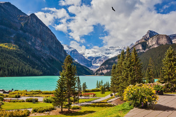 Flowers on the mountain glacial lake Louise