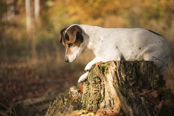 Dog lies in autumn on a tree trunk - jack russell terrier
