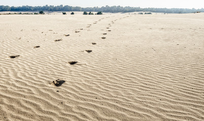 Horse tracks in a sandy landscape