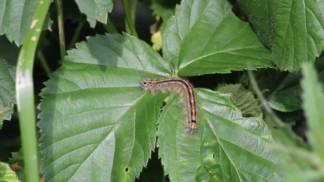 Buff-tip (Phalera bucephala) - caterpillar on a leaf